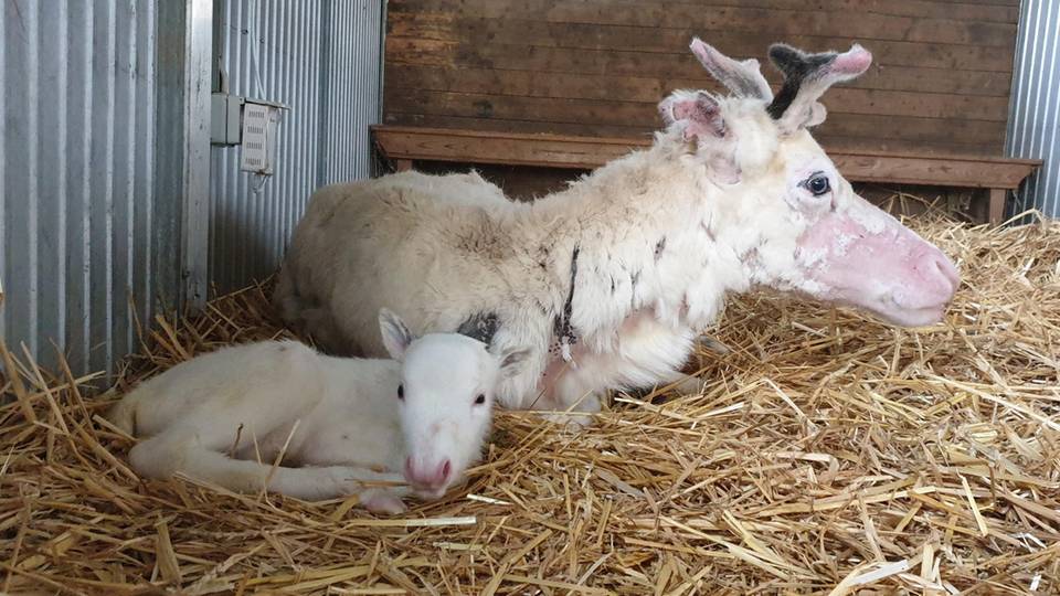  Mama und Nachwuchs sind wohlauf: Das weiße Rentierbaby Nala liegt vor seiner Mutter auf Stroh in einem Stall der Rentieralm. 