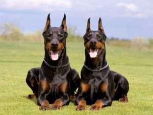 Dobermann
