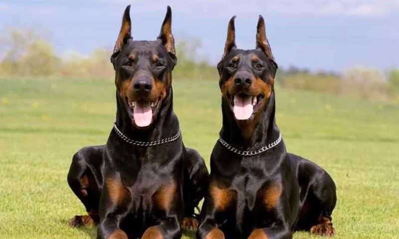 Dobermann
