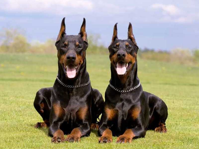 Dobermann