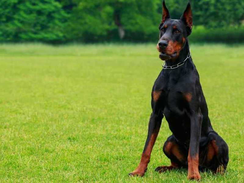 Dobermann is treu, intelligent und furchtlos