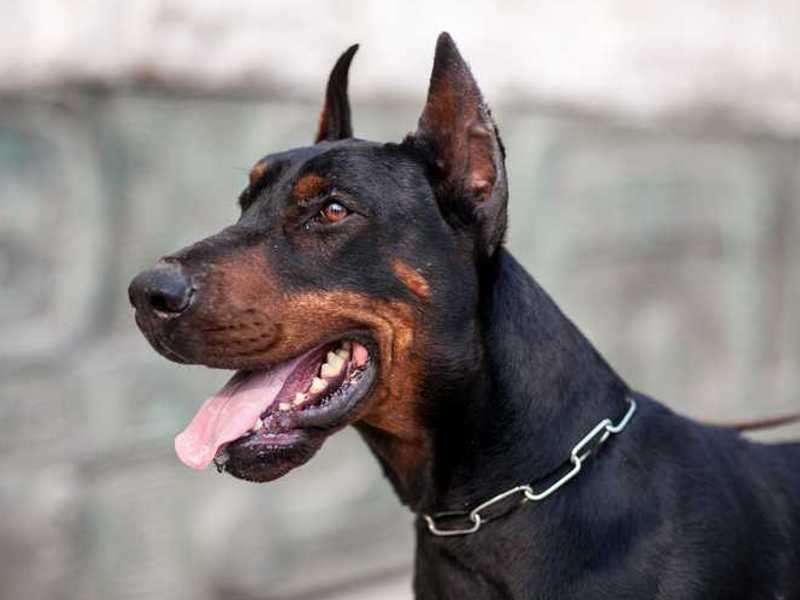 Dobermann ursprünglich von Deutschland