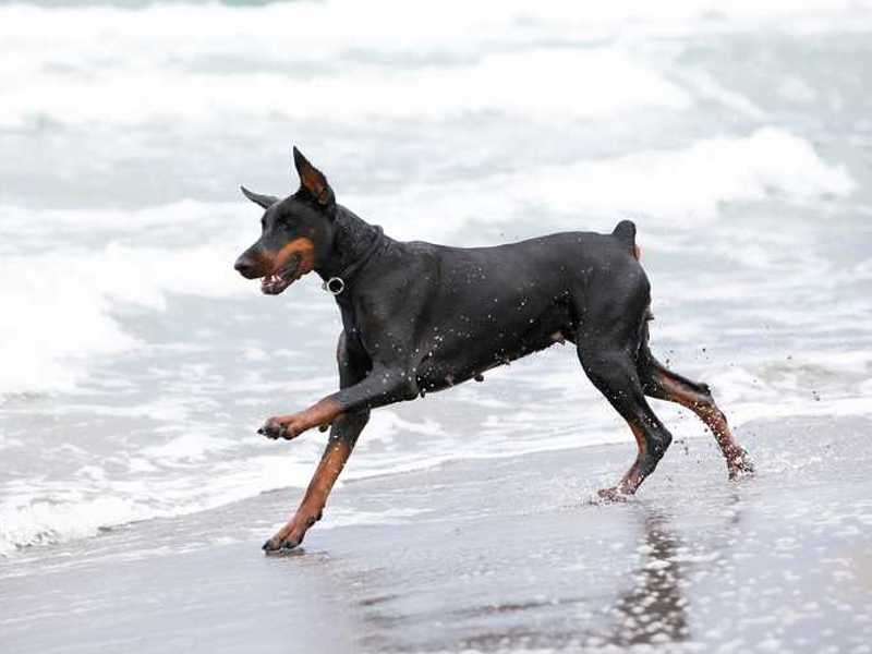 Dobermann